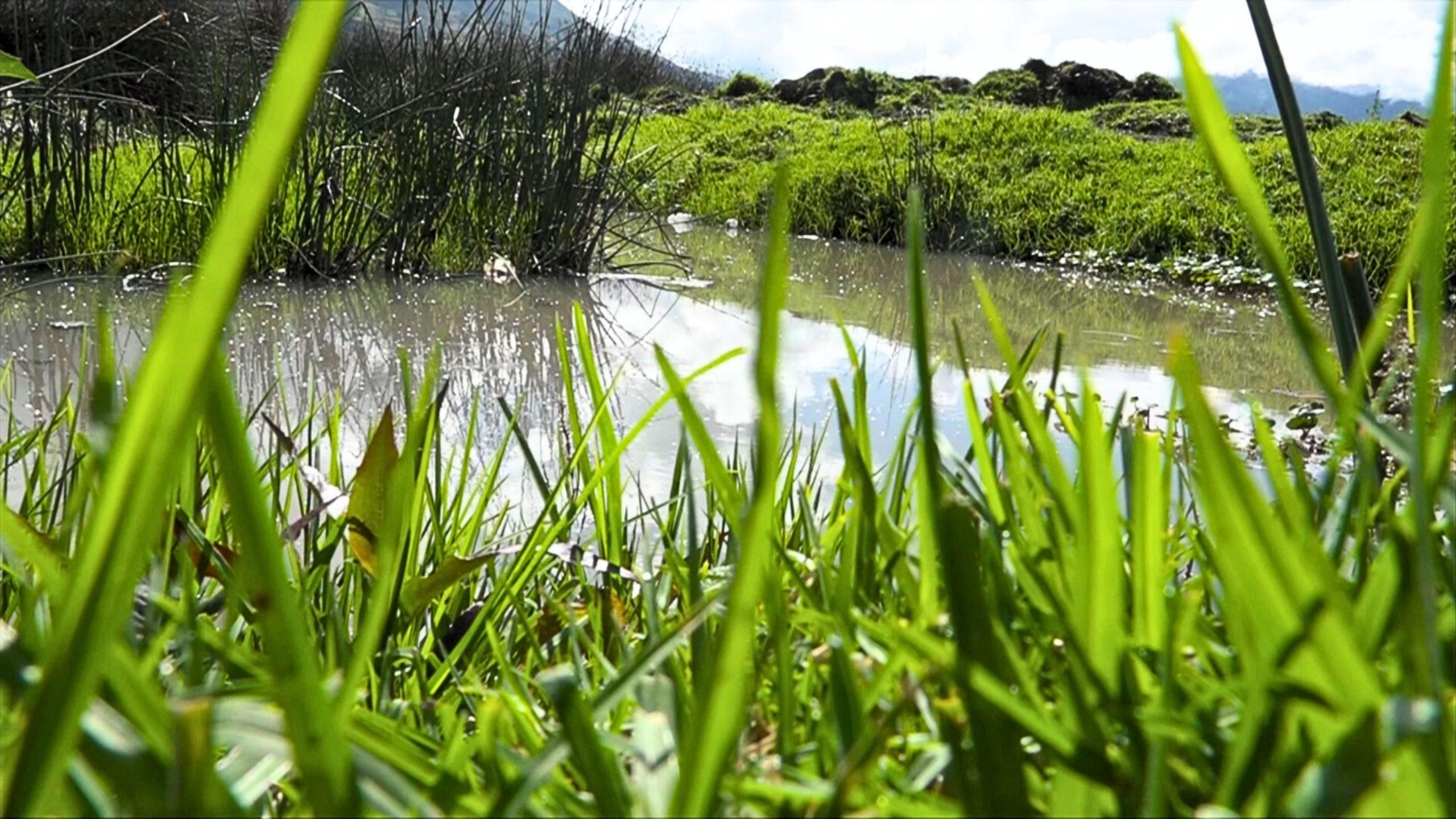 SENTENCIA HISTÓRICA: EMAPAO Y MUNICIPIO DE OTAVALO RESPONSABLES DE LA CONTAMINACIÓN DEL LAGO SAN PABLO