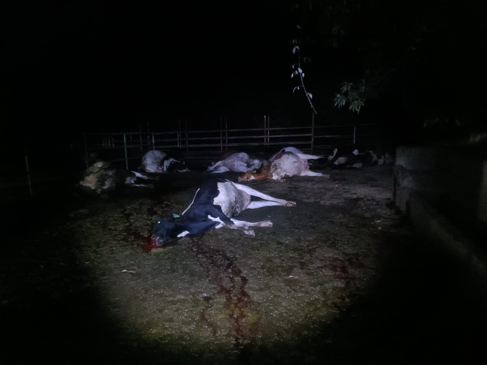 POLICÍA INVESTIGA ATAQUE ARMADO QUE DEJÓ 20 RESES MUERTAS Y UNA FAMILIA MANIATADA EN CARCHI